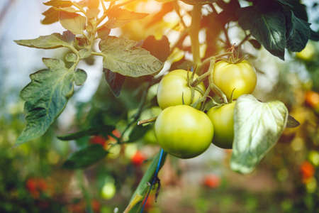 Natural tomato greenhouse. Beautiful red ripe and green tomatoes grown in a greenhouseの写真素材