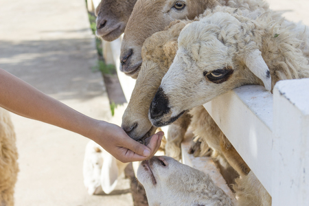 sheep in farmの写真素材