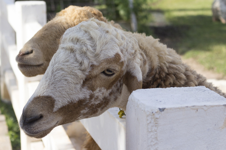 sheep in farmの写真素材