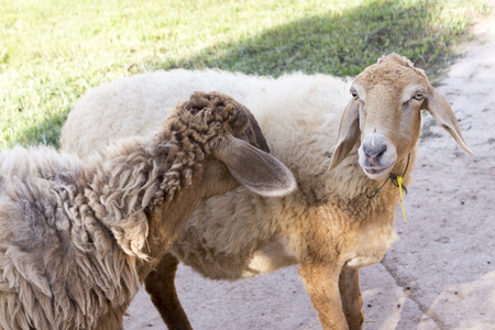sheep in farmの写真素材