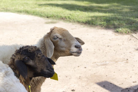 sheep in farmの写真素材