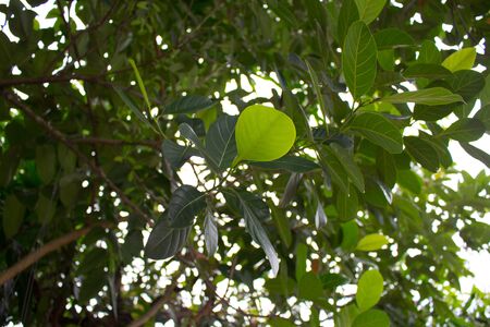 green leafの写真素材
