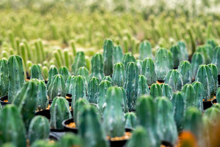 baby cactus in the nurseryの写真素材