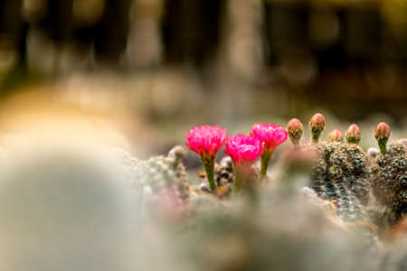 Lobivia Cactus's blooming in the morning light with succulentの写真素材