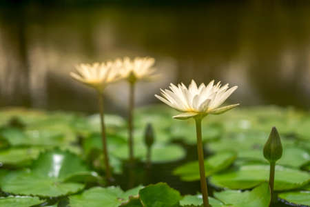 white lotuses with blur background in morning lightの写真素材