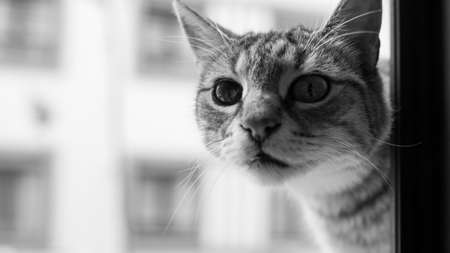 Cute tabby cat looking out the window. Black and white photo.の写真素材