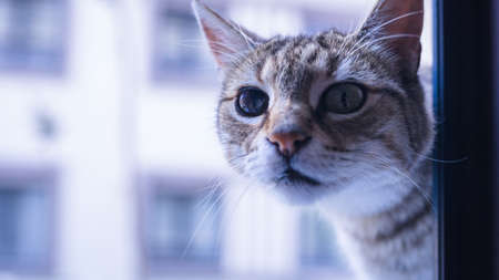 Cute tabby cat looking out the window. Selective focus.の写真素材