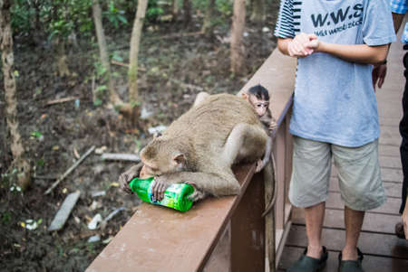 Crab-eating macaque in mangrove steel juice from traveler.の素材