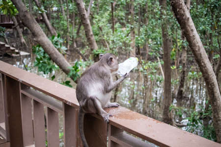 Crab-eating macaque in mangrove