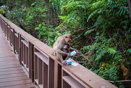 Mother and child macaque in mangrove