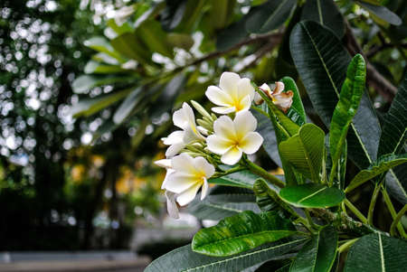 Bouquet of plumeria blooming in springの素材