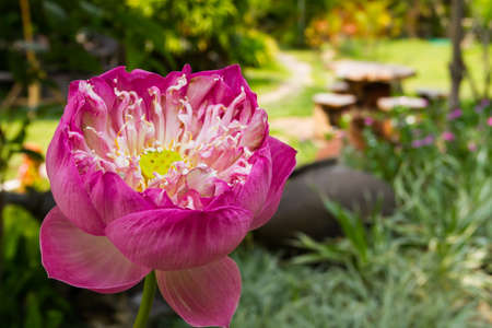 a pink lotus bloom in the gardenの写真素材