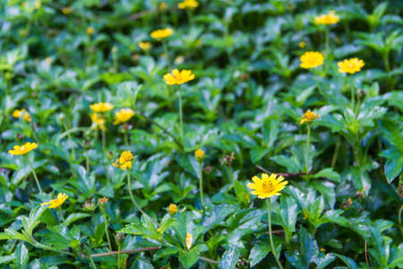 yellow singapore dailsy in the fieldの写真素材