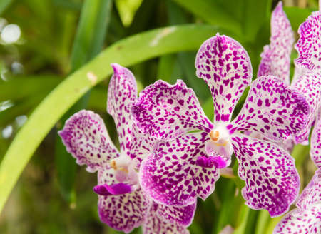 violet vanda orchid in gardenの写真素材