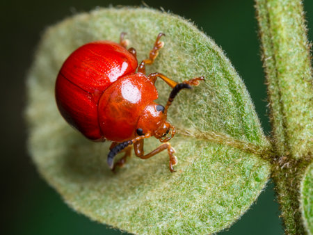 red ladybug perched on leaves