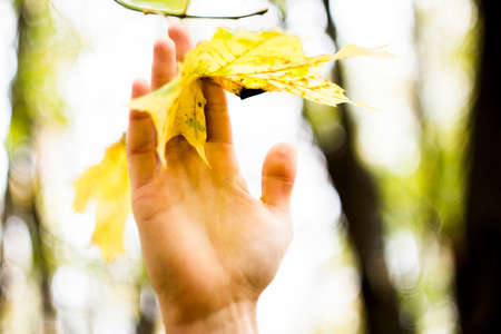 young man hand holding a yellow maple leafの写真素材
