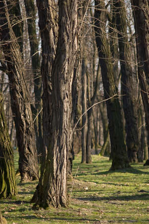 Amazing texture on the trunks of trees in the parkの写真素材
