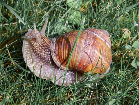 Macro of Snail in its natural enviroment eating green grassの写真素材