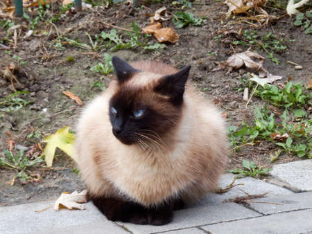 Light brown cat with blue eyes standing on the sidewalkの写真素材