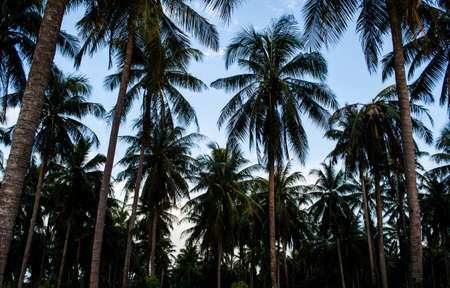 Coconut @ Ko Mak Thailandの写真素材
