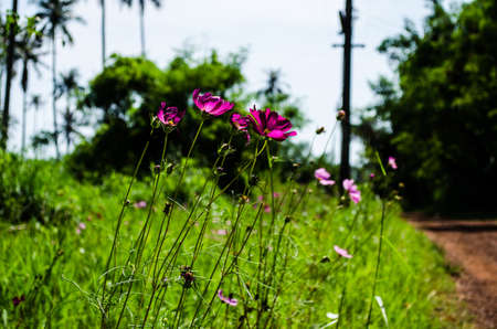 Flower beside the road @ Ko Mak Thailandの写真素材