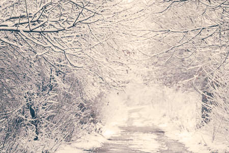 Winter landscape vintage style colors.の写真素材