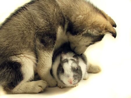 Siberian husky and undersized rabbit on whiteの写真素材