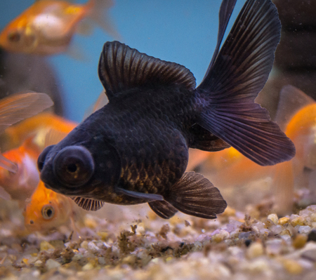 Goldfish (Carassius Auratus) in freshwater aquarium.の写真素材
