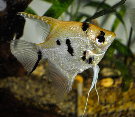 Silver Angelfish (pterophyllum scalare) in aquarium