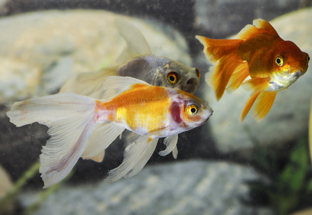 Shubunkins (single tailed fancy goldfish) in freshwater aquariumの写真素材