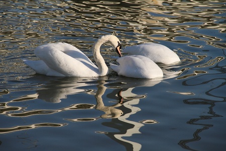 swansの写真素材