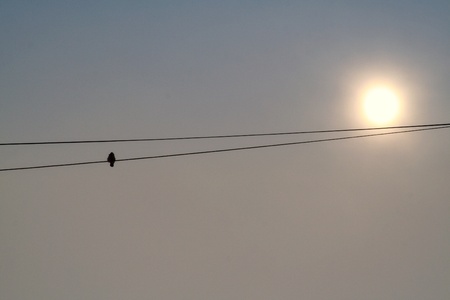 bird on the wireの写真素材