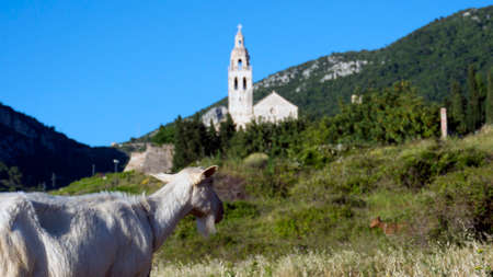 church and goats