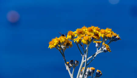 flowers insect and blue sky