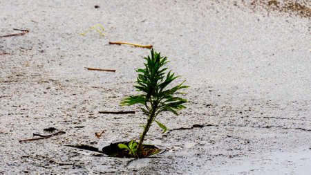 small plantの写真素材