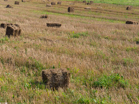 hay and grass