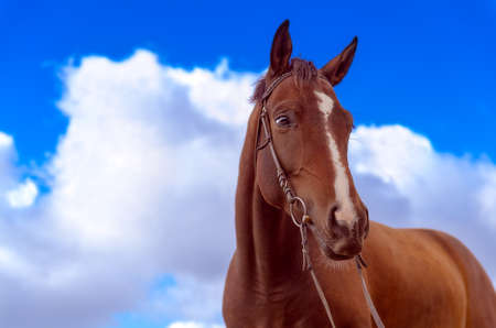 Brown horse and bright sky.の写真素材