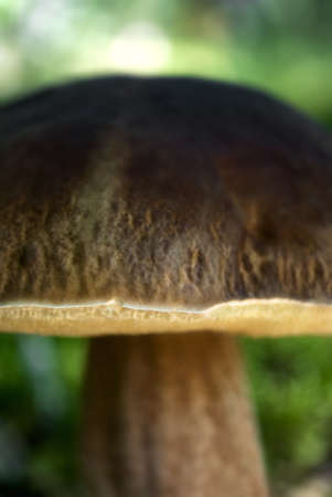 Eatable mushroom in the green grass of summer forestの写真素材