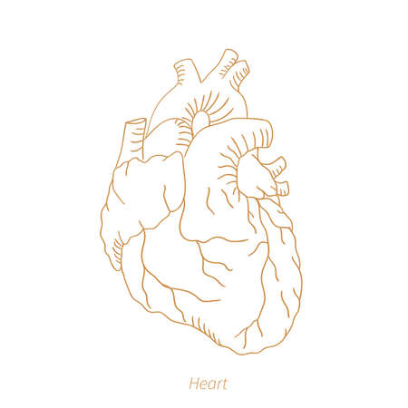 Human heart.のイラスト素材
