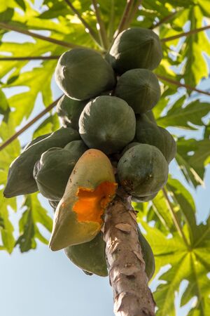 papaw tree with ripen papaw eaten by birdsの写真素材