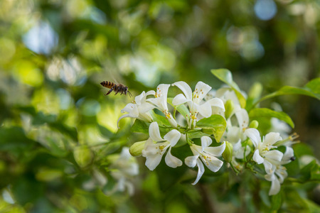 bee is alighting on flower of murraya exoticaの写真素材