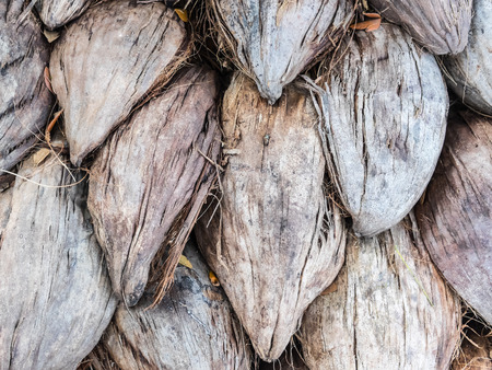 Pile of coir husk