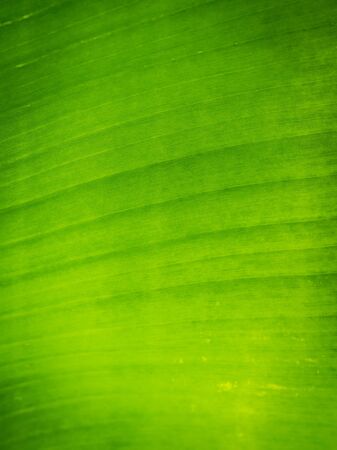 Texture background of green Leafの写真素材