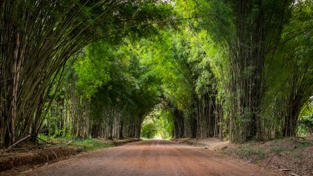 Walkway flanked on both sides with a bamboo forestの写真素材