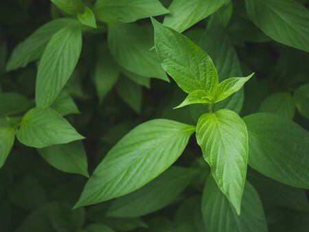 Close-up green leaf detail, green backgroundの写真素材