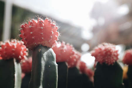 Close up on the side of a cactus in a tree shopの写真素材