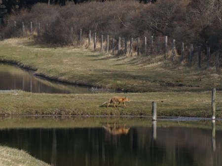 A fox walks past the water in the Amsterdamse Waterduinen