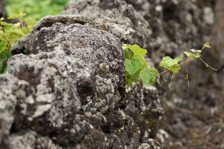 A twig of a grape plant breaks free from a vineyard in Picoの写真素材