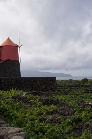 A red winmill overlooks a vineyard on Picoの写真素材