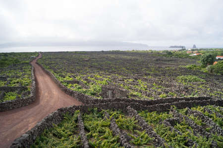 A country road through a vineyard on Picoの写真素材